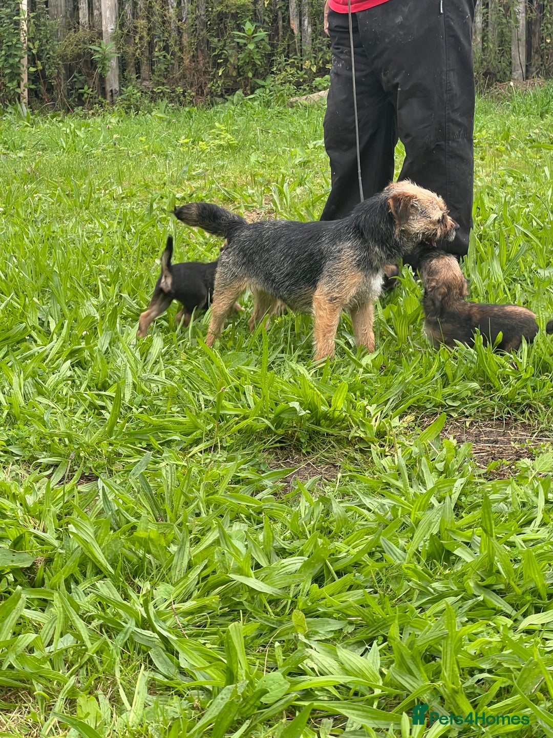 Border Terrier dogs for sale: Adorable Border Terriers - Image 4