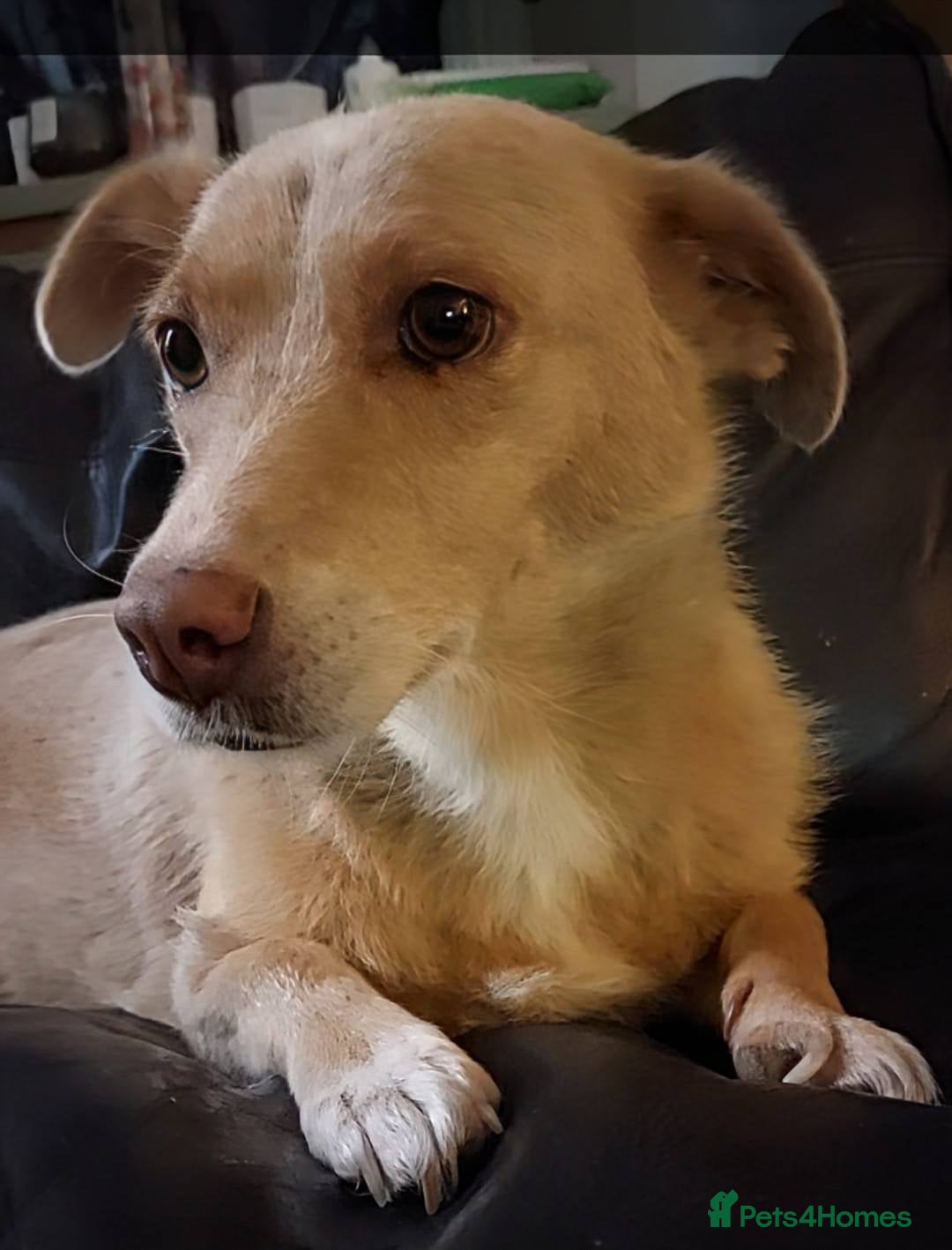 Mixed Breed dogs for adoption: Meet Blondie - Image 2