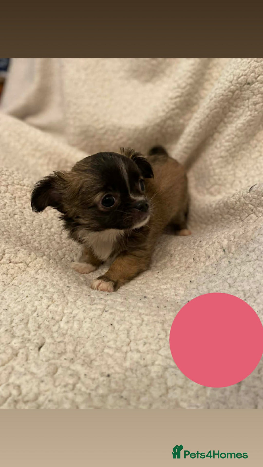 Chihuahua dogs for sale: chihuahua puppies - Advert 7