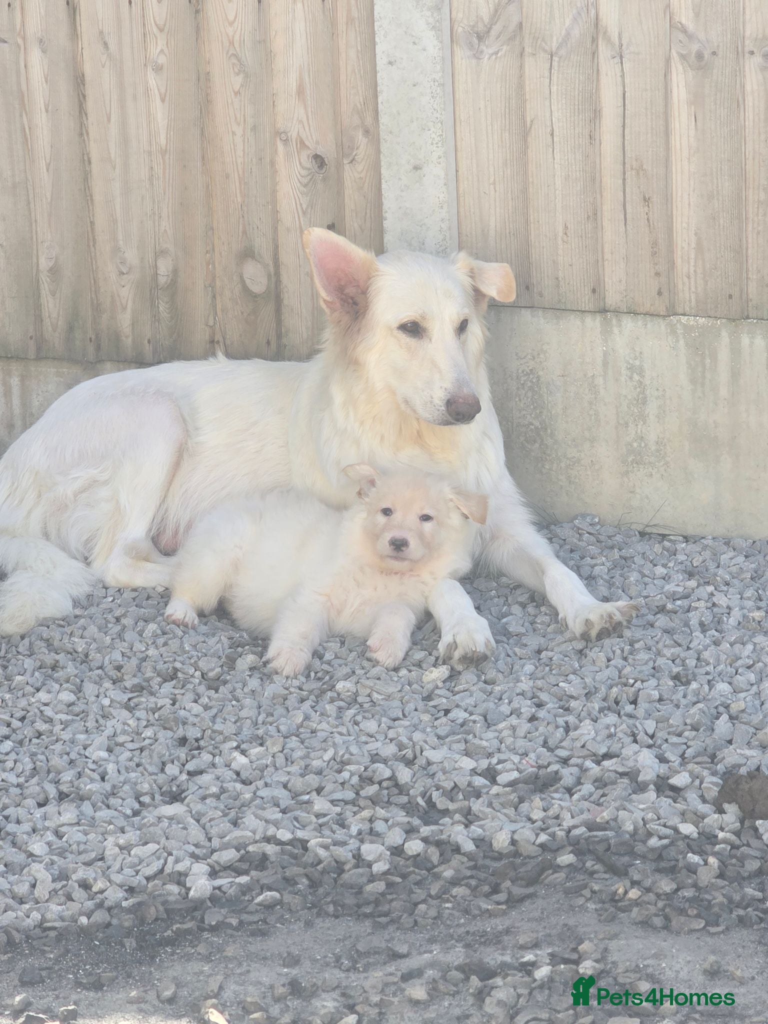 German Shepherd dogs 💕Lunas beautiful first litter 💕 - Advert 11