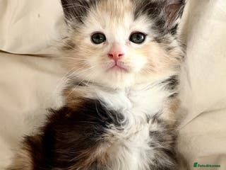 Maine Coon cats Tica Registered Maine Coon Girl - Advert 10