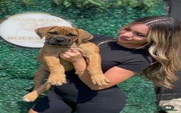 Boerboel dogs for sale: Elite Family-raised & trained Boerboel puppy - Image 5