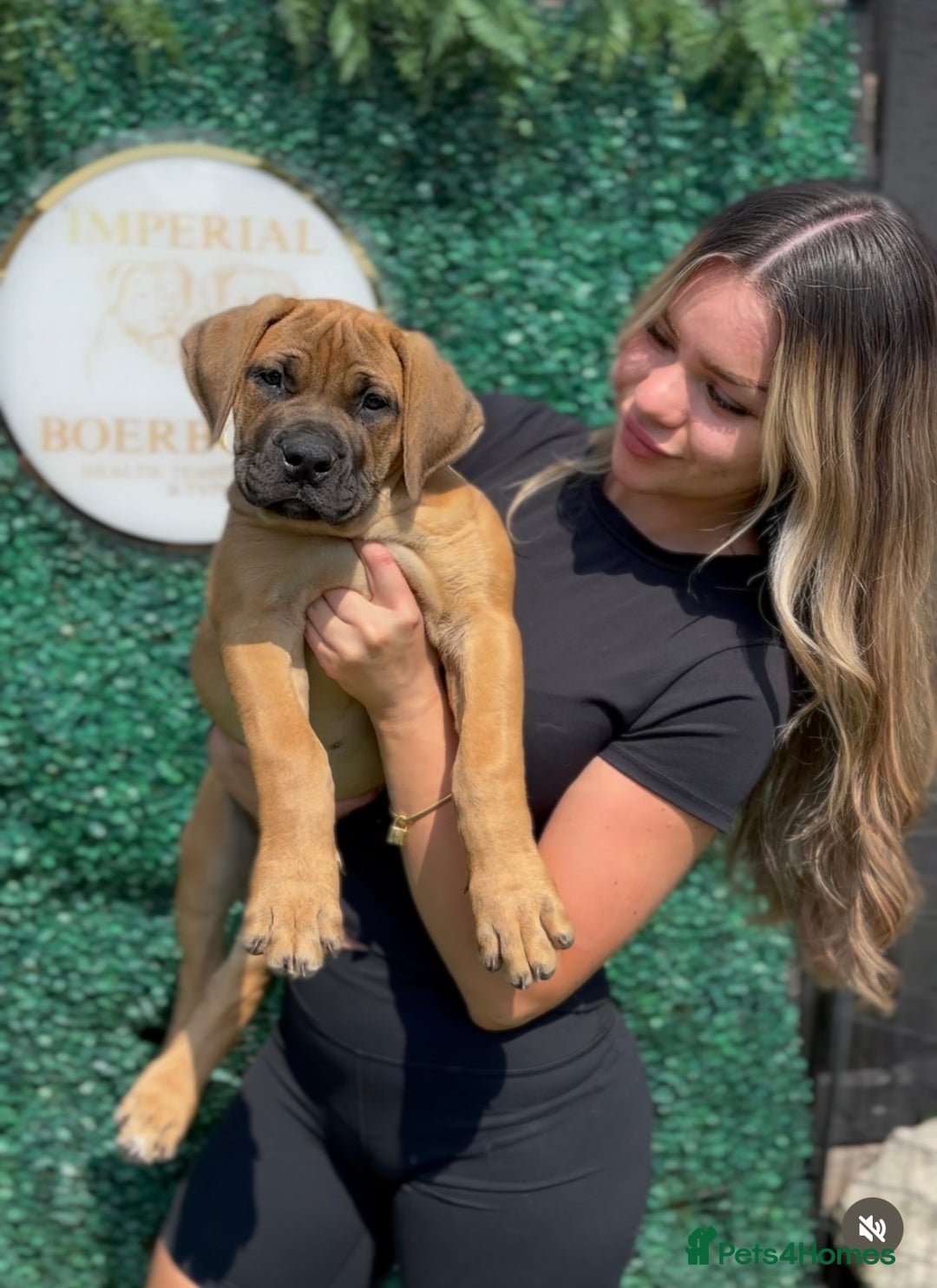 Boerboel dogs for sale: Elite Family-raised & trained Boerboel puppy - Image 5