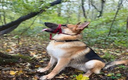 German Shepherd dogs for sale: Male German Shepherd Dog - Advert 4