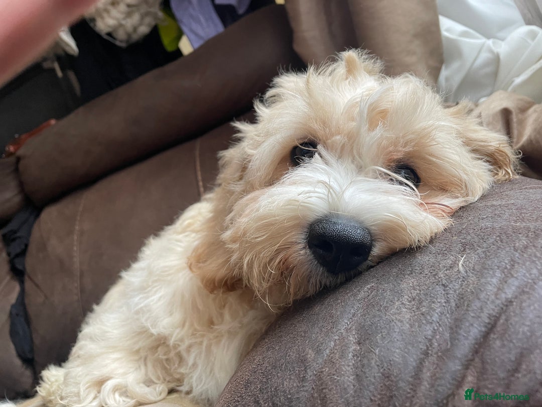 Cavapoo dogs for sale: Toy Cavapoo Puppies - Image 9