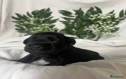 Miniature Schnauzer dogs for sale: Miniature Schnauzer Puppies - Image 4