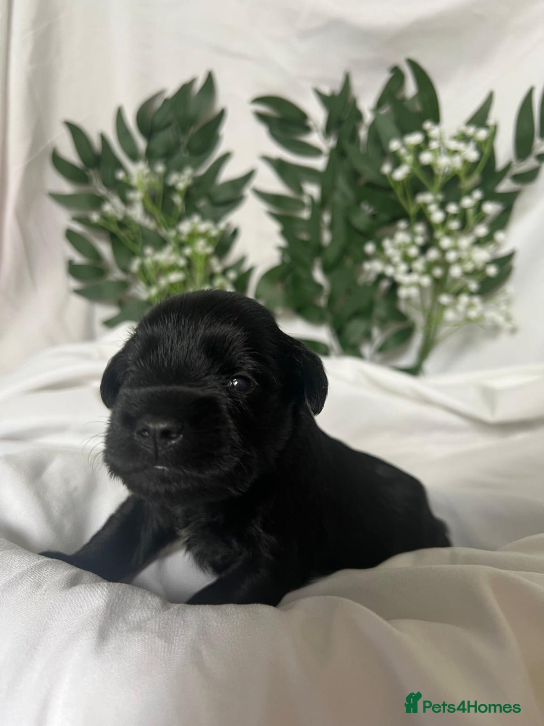 Miniature Schnauzer dogs for sale: Miniature Schnauzer Puppies - Image 4