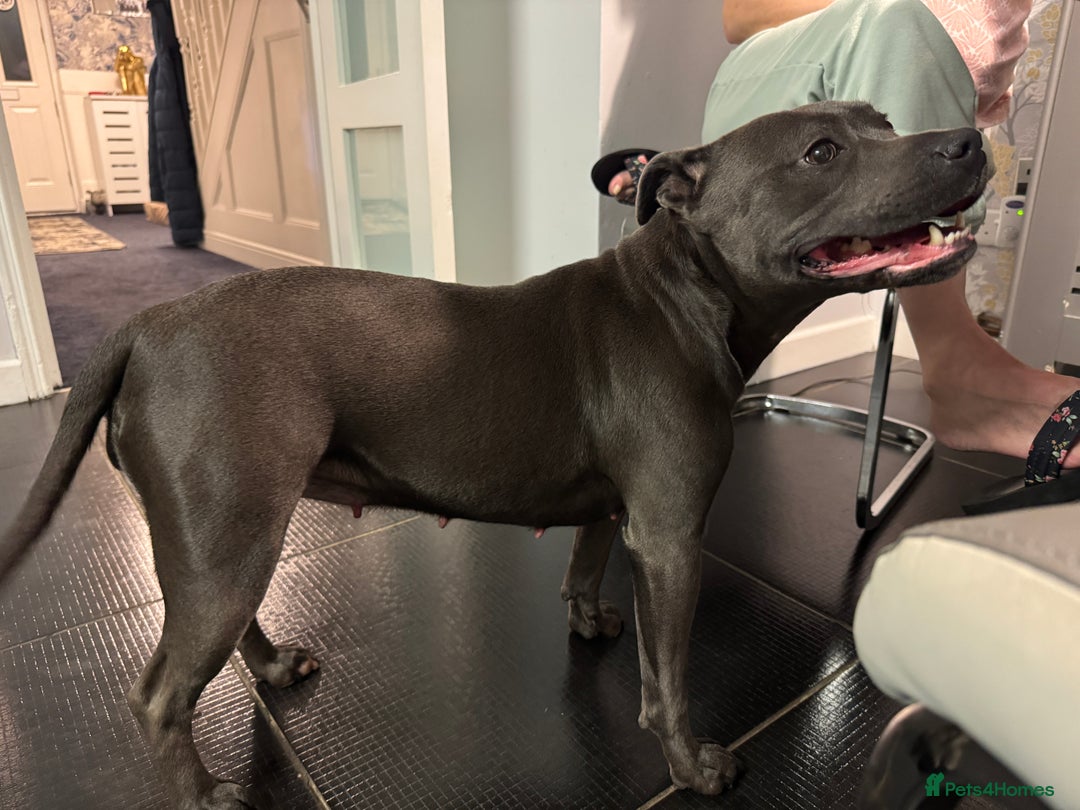 Staffordshire Bull Terrier dogs for sale: KC & DNA Tested Blue Staffordshire Bull Terriers - Advert 3