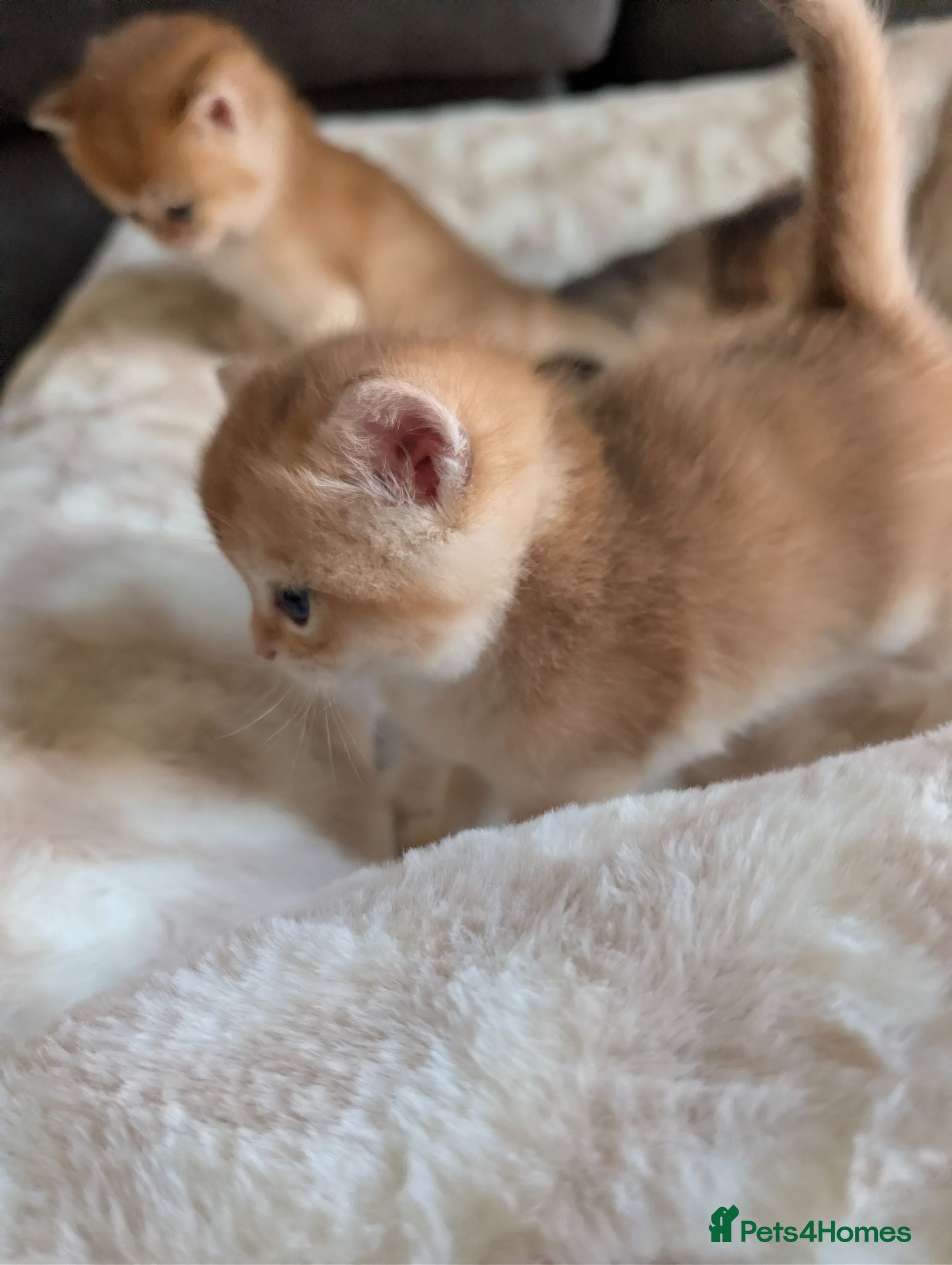 British Shorthair cats TICA Registered British Shorthair Golden Kittens - Advert 1