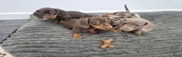 Miniature Dachshund dogs for sale: 2 pups available  - Advert 8