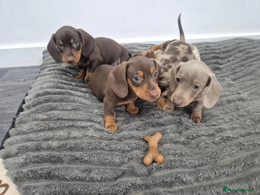 Miniature Dachshund dogs for sale: 2 pups available  - Advert 8