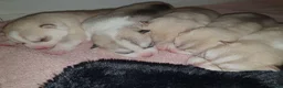 Siberian Husky dogs for sale: KC REG MIXED LITTER 5* BREEDER ON THIS SITE - Advert 7