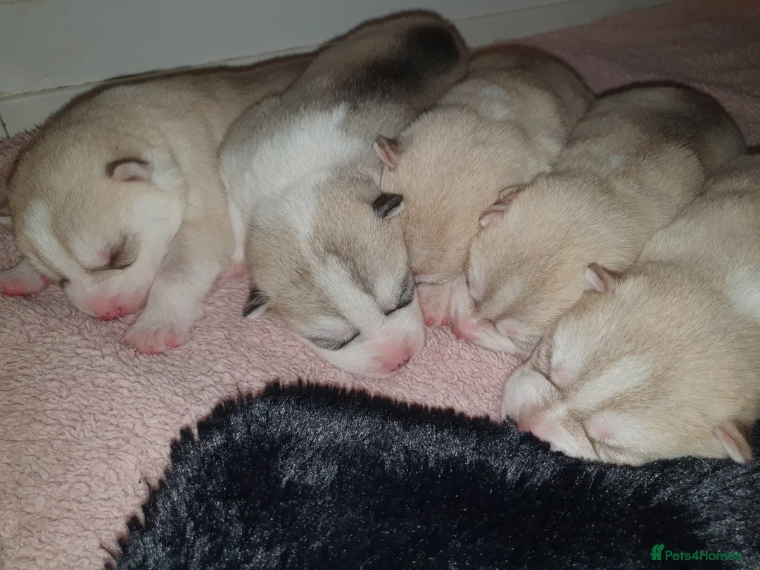 Siberian Husky dogs for sale: KC REG MIXED LITTER 5* BREEDER ON THIS SITE - Advert 7