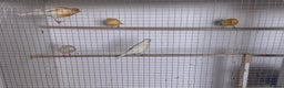 Canaries birds for sale: Fife canaries  - Advert 9