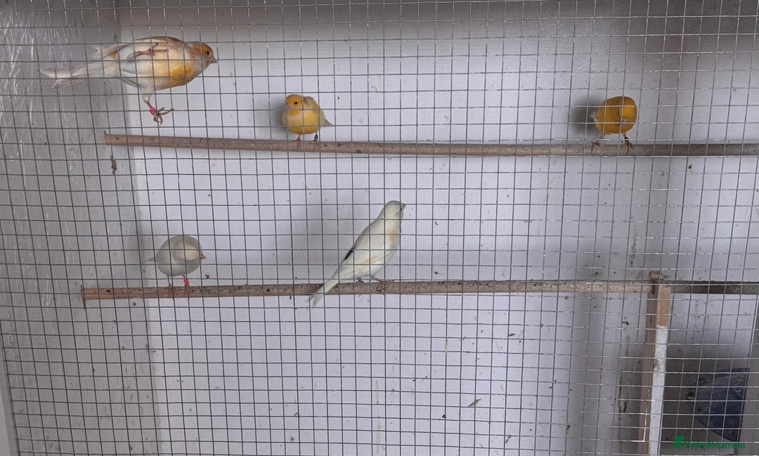 Canaries birds for sale: Fife canaries  - Advert 9