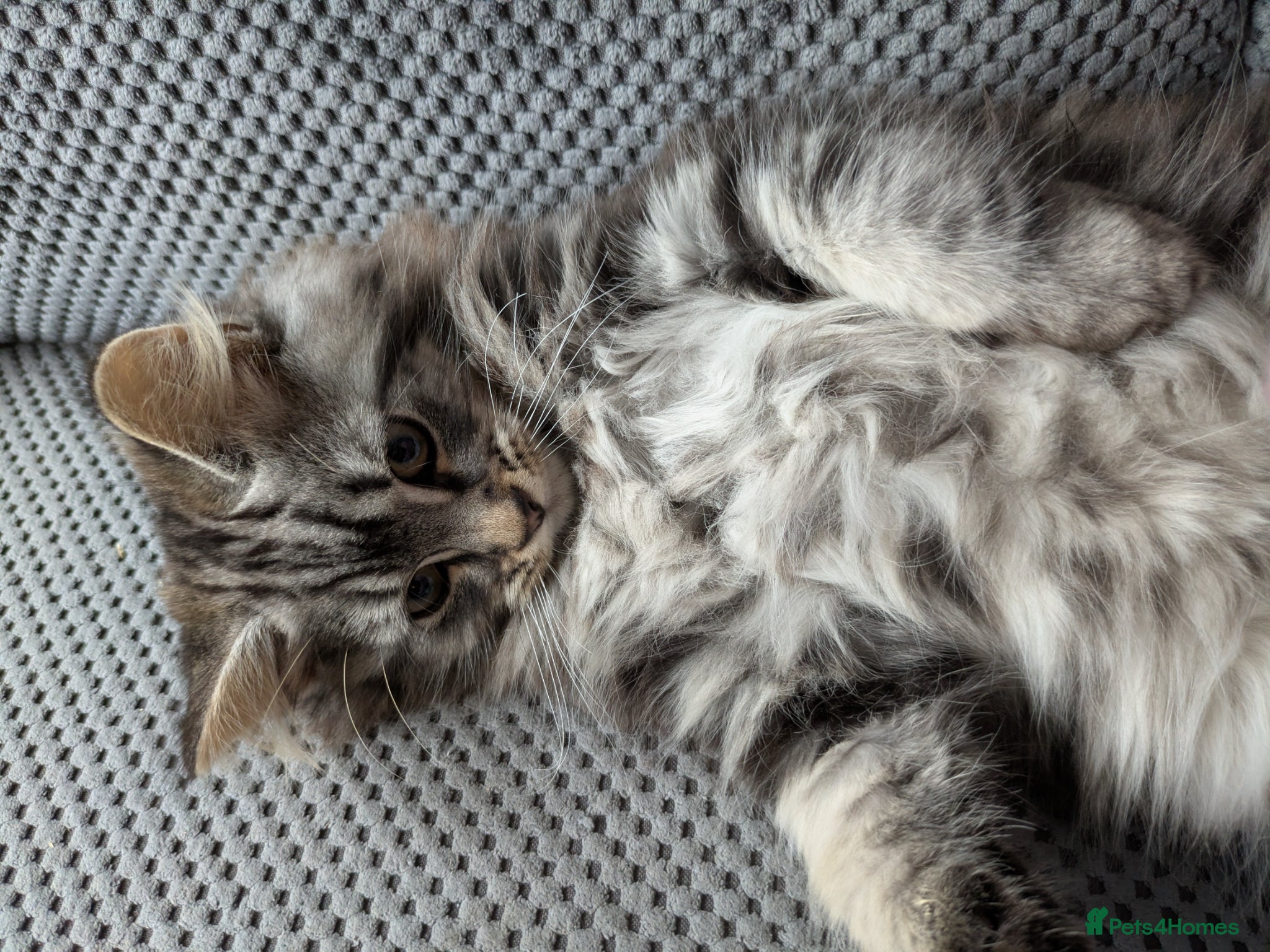 Mixed Breed cats Mixed breed kittens  - Advert 1