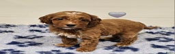 Australian Labradoodle dogs for sale: Stunning Miniature Australian Labradoodle pups - Advert 8