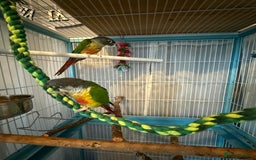 Conures birds for sale: Conures  - Image 2