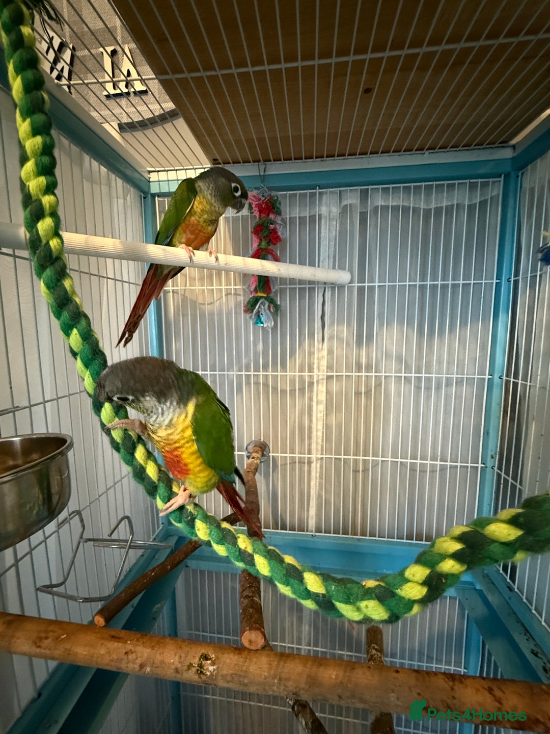 Conures birds for sale: Conures  - Image 2