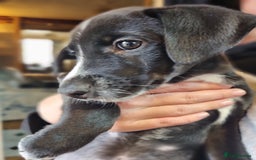 Mixed Breed dogs for sale: Mixed-Breed Puppies Ready for Their Forever Homes! - Image 2
