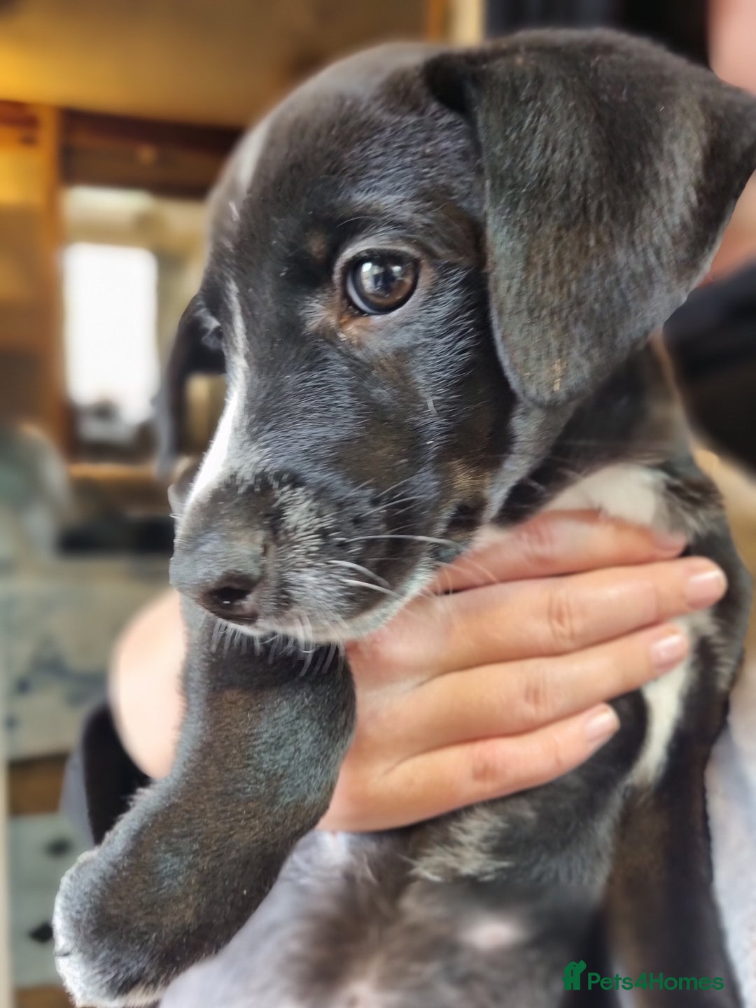 Mixed Breed dogs for sale: Mixed-Breed Puppies Ready for Their Forever Homes! - Image 2