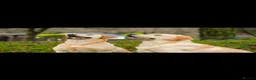Labrador Retriever dogs for sale: Golden Labrador Puppies - Advert 3