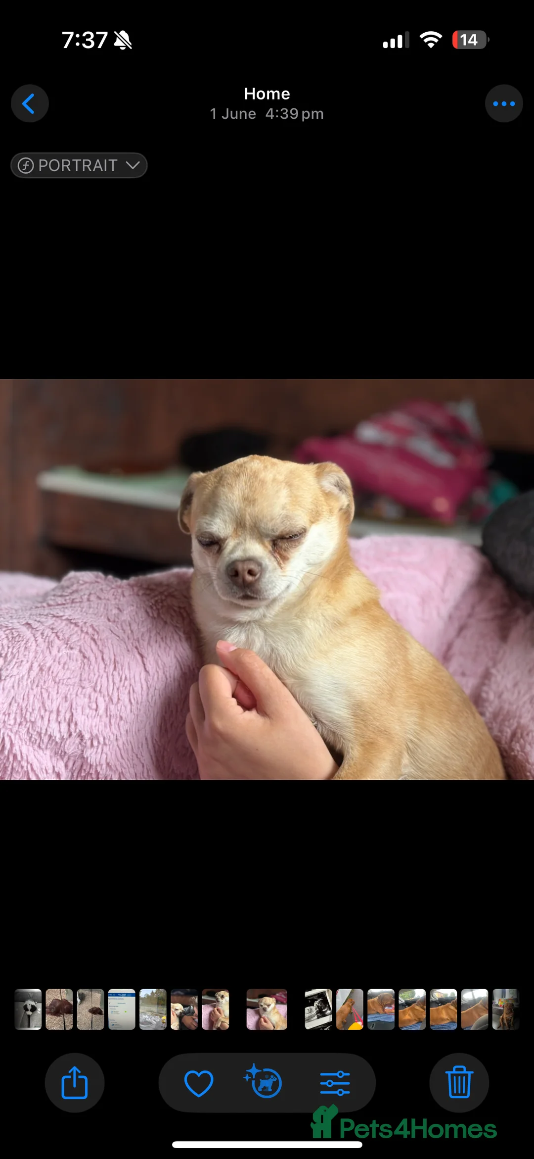 Chihuahua dogs for sale: Gorgeous merle chihuaha sad rehoming - Advert 1
