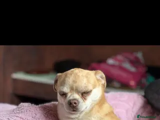 Chihuahua dogs Gorgeous merle chihuaha sad rehoming - Advert 2