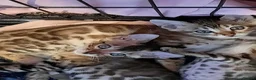 Bengal cats for sale: Stunning litter of brown rosetted Bengal cubs  - Advert 25