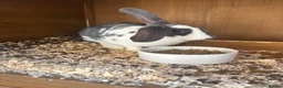 Rex rabbits for sale: Rex rabbit  in Preston - Advert 1