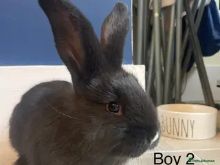 Continental Giant rabbits 💖5 week old pure bred continental giants💙 - Advert 4