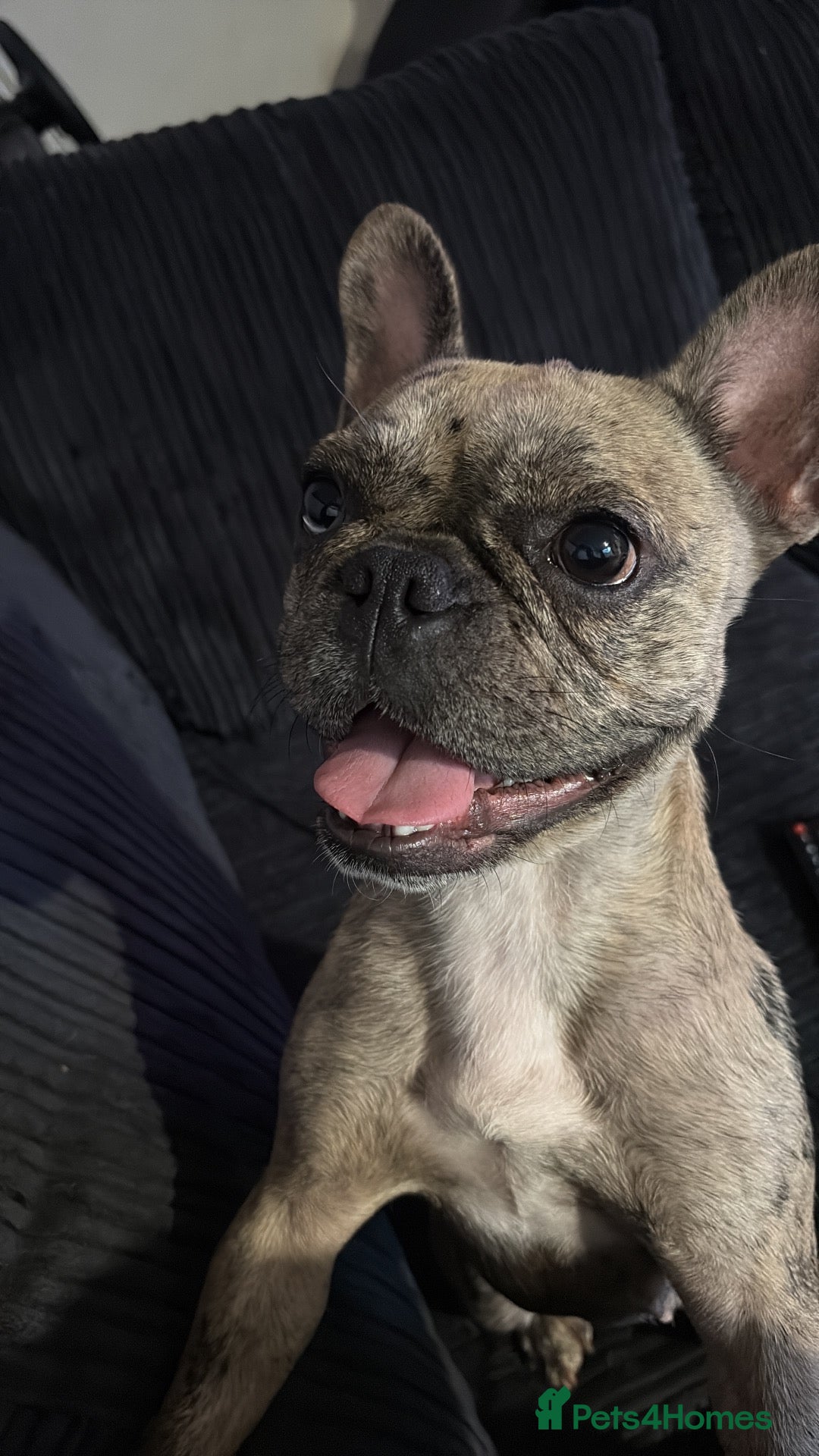 French Bulldog dogs French bulldog - Advert 17