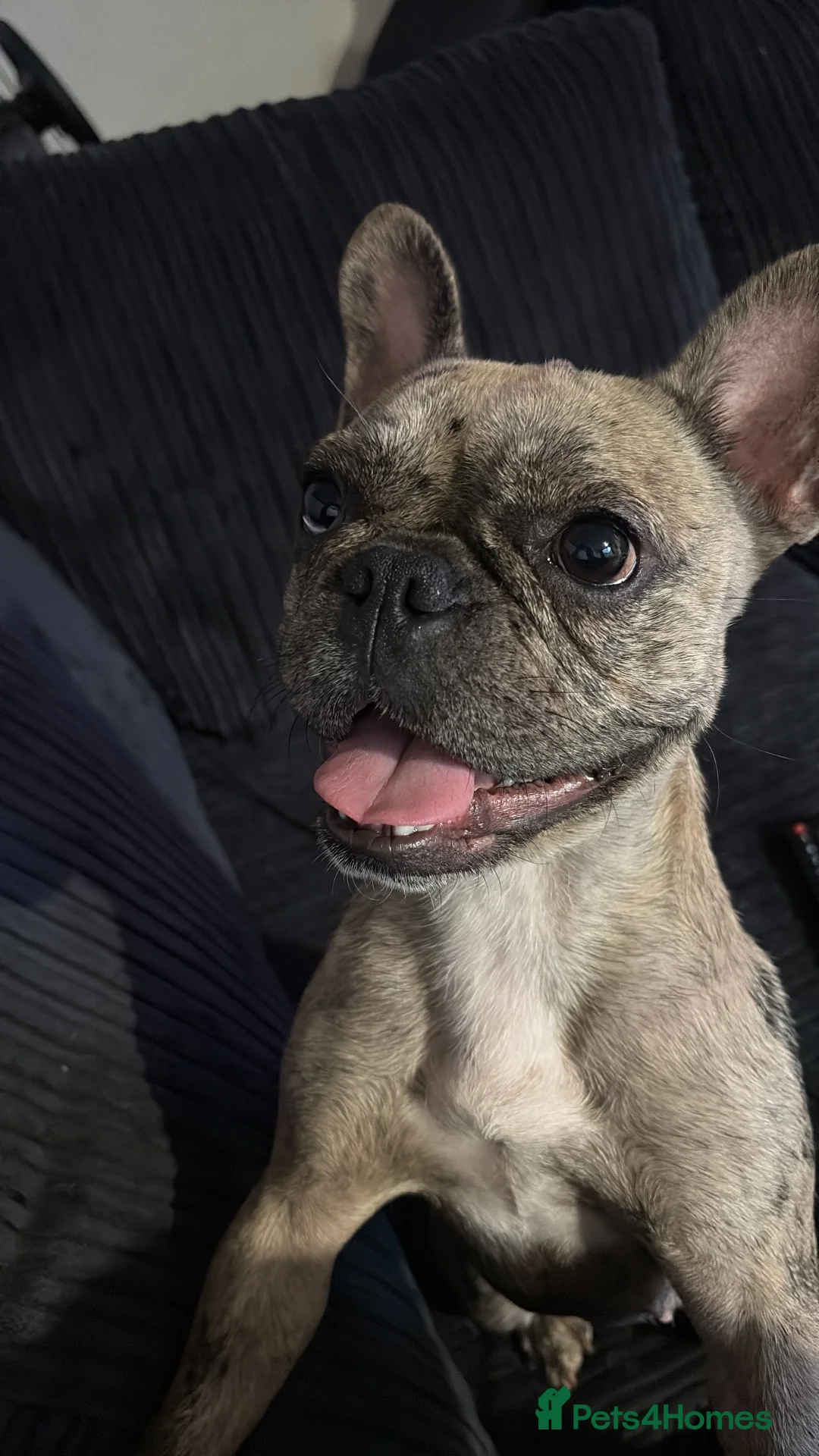 French Bulldog dogs for sale: French bulldog - Advert 1