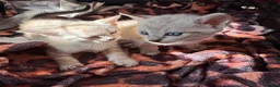 Oriental cats for sale: Only 2 remaining- snow orientals. 1 girl 1 boy - Advert 7