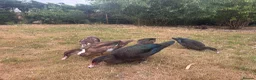 Ducks poultry for sale: Muscovy Ducks for sale - Male & Female - Advert 5