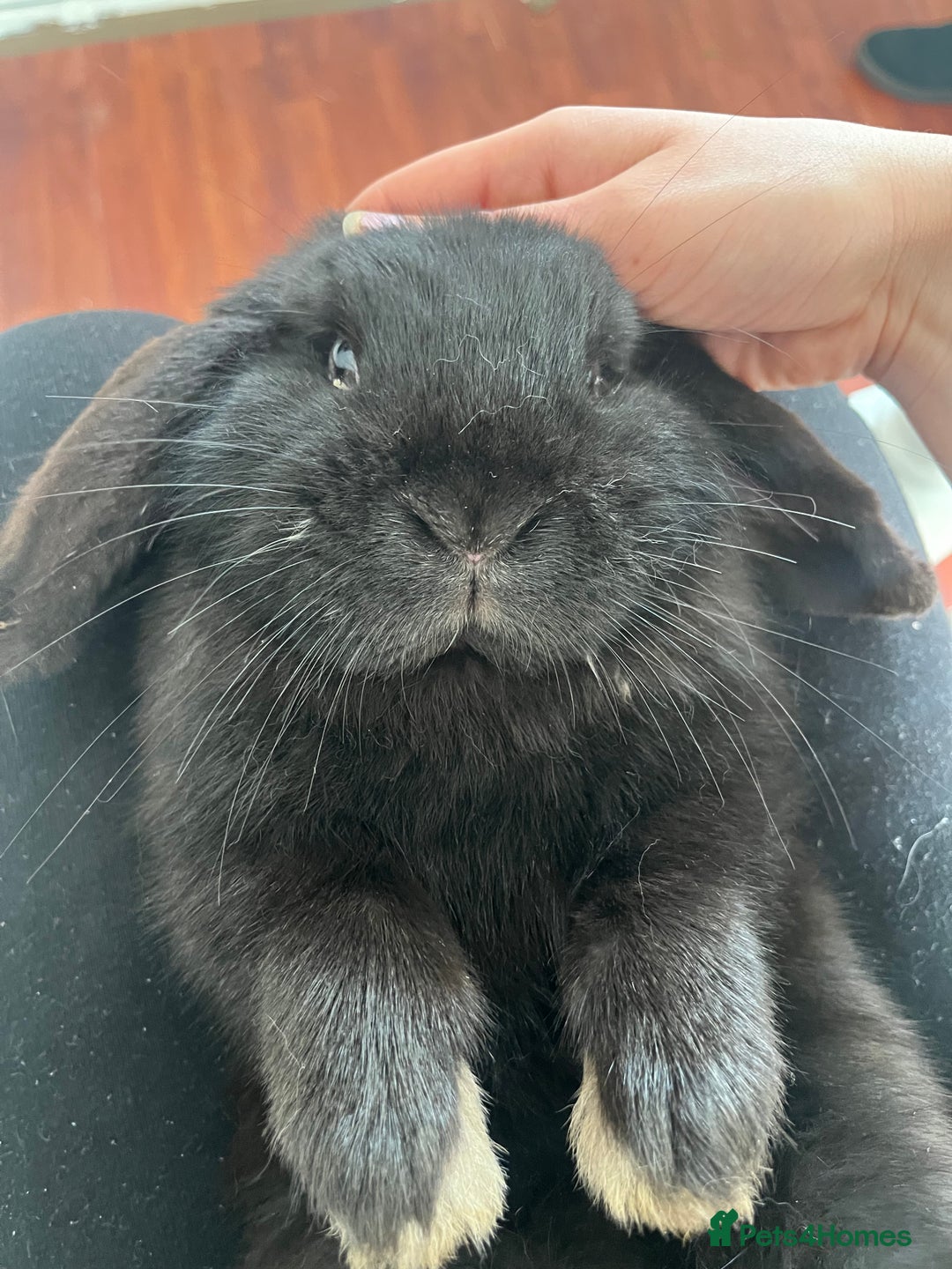 French Lop rabbits for sale: Bunny - Advert 10