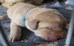 Labrador Retriever dogs for sale: Labrador Puppies for sale pedigree  - Image 27