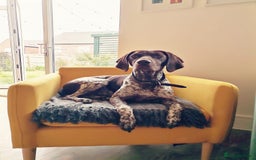 German Shorthaired Pointer dogs for sale: Pure GSP Puppies For Sale - Image 24