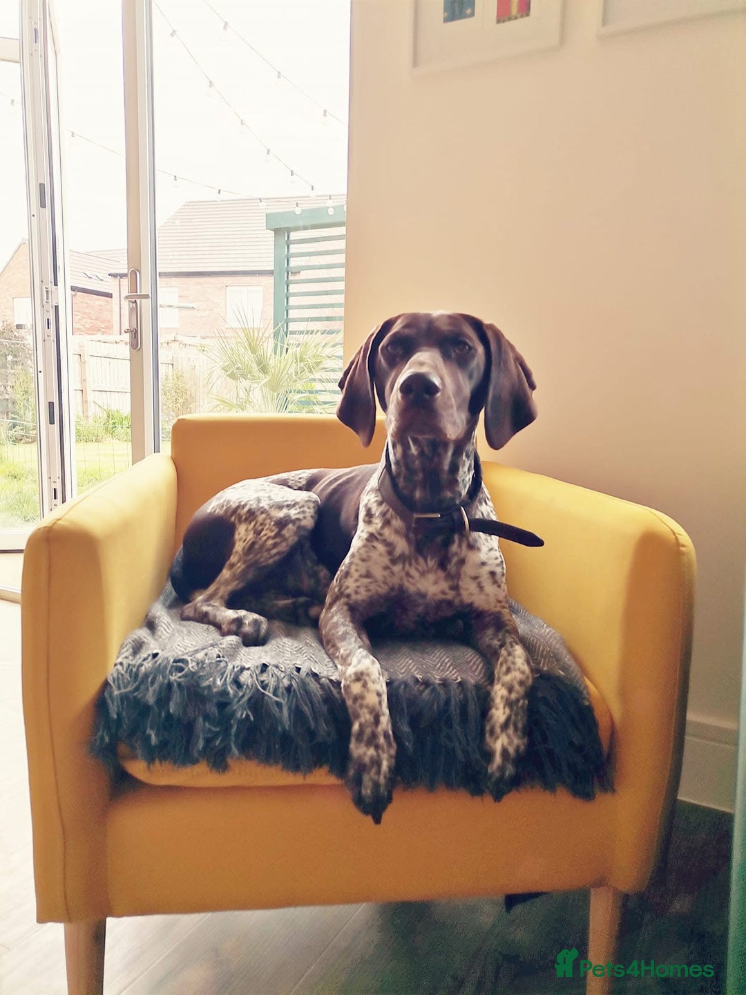 German Shorthaired Pointer dogs for sale: Pure GSP Puppies For Sale - Image 24