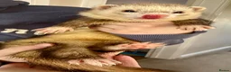 Ferret rodents for sale: Two brother ferrets for sale - Advert 5