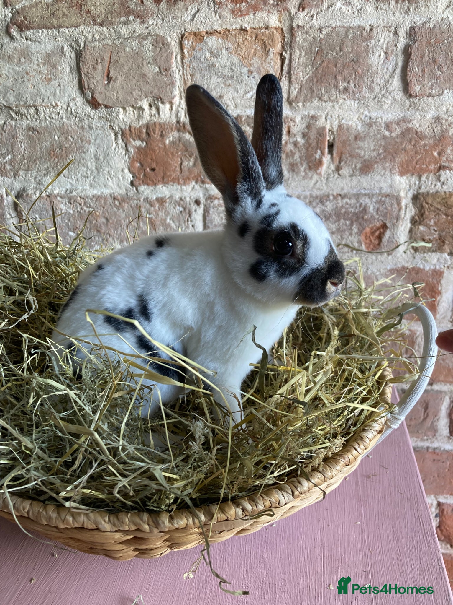Rex rabbits Mini Rex Bucks  - Advert 1