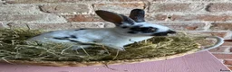 Rex rabbits for sale: Mini Rex Bucks  in Lincoln - Advert 1