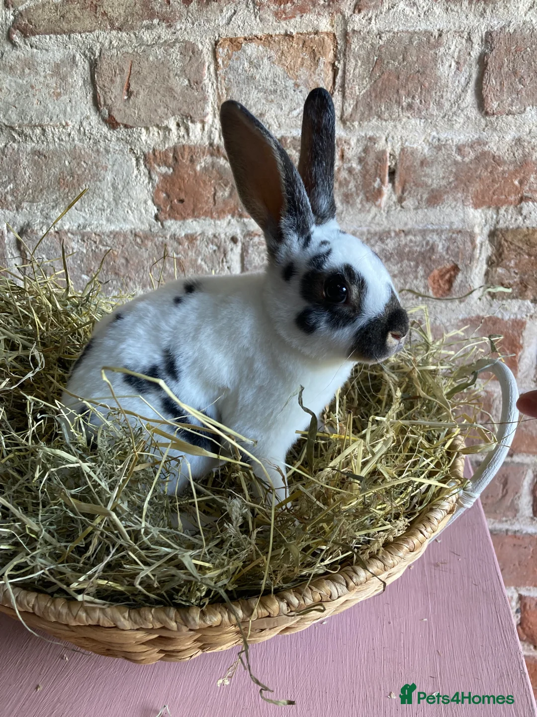 Rex rabbits for sale: Mini Rex Bucks  in Lincoln - Advert 1