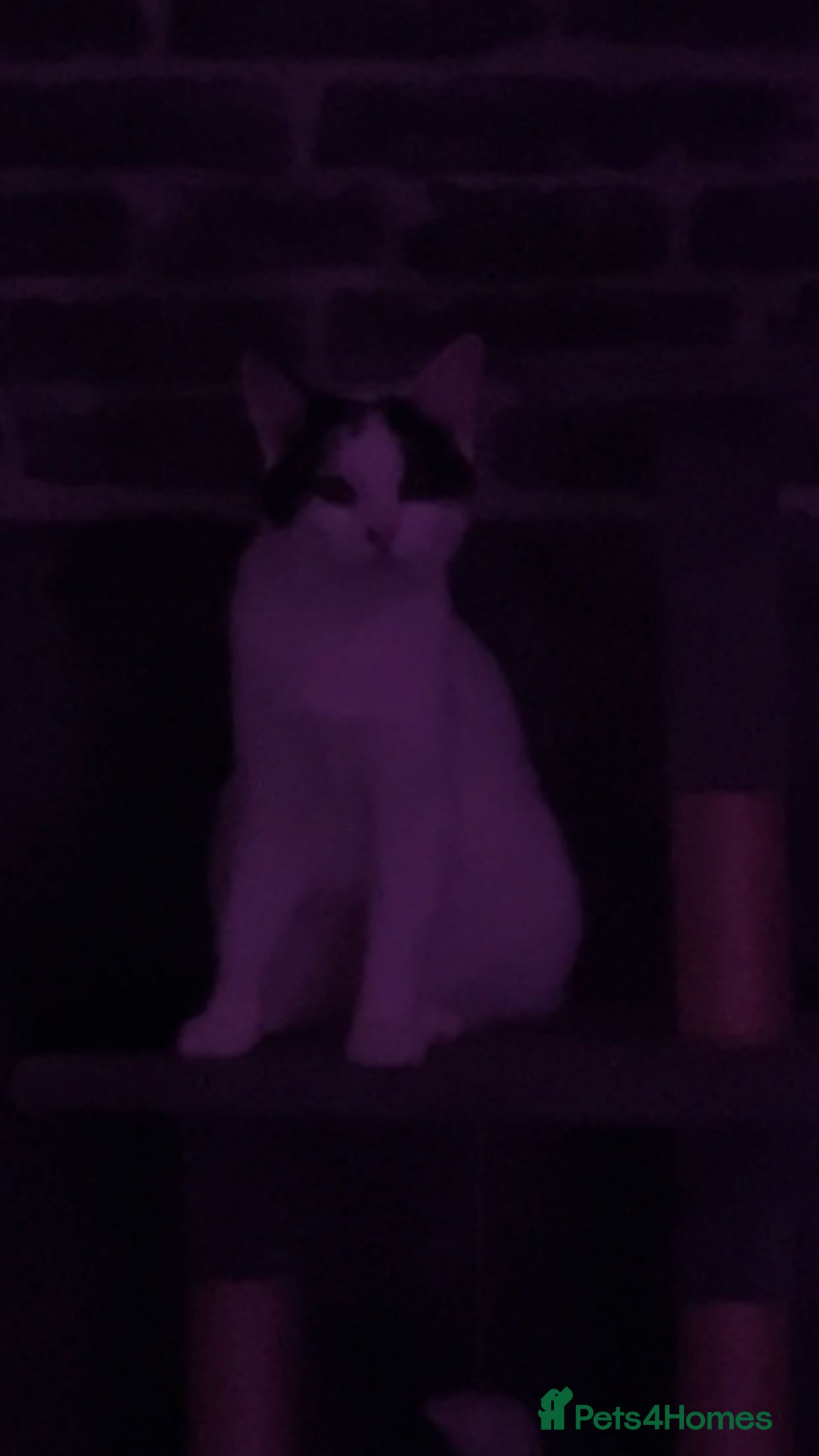 American Shorthair cats Cat for sale  - Advert 5