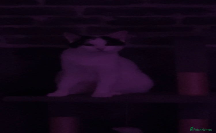 American Shorthair cats Cat for sale  - Advert 1