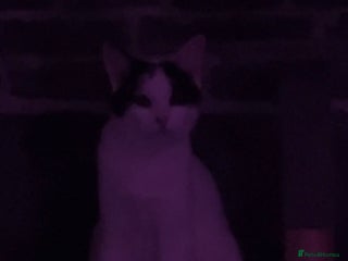 American Shorthair cats Cat for sale - Advert 1