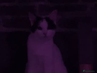 American Shorthair cats for sale: Cat for sale - Advert 1