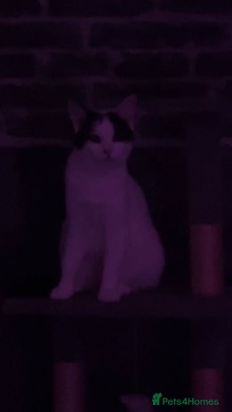 American Shorthair cats Cat for sale - Advert 1