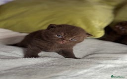British Shorthair cats for sale: 😻Chocolate BSH boys✅ 👌GCCF reg, ready November  - Image 10