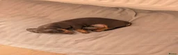 Dachshund dogs for sale: Miniature Dachshund  - Advert 2